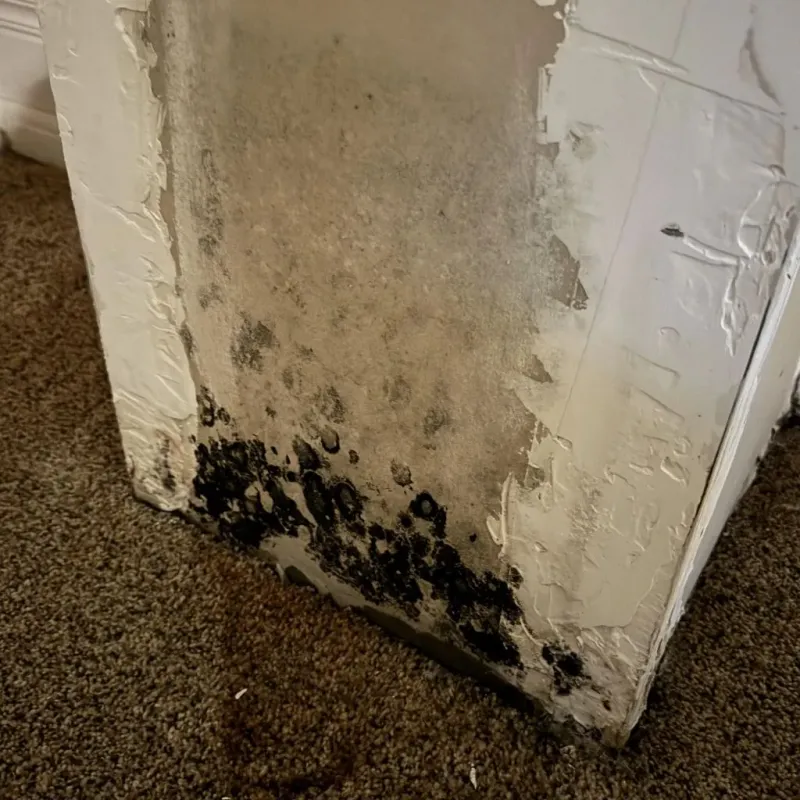 Professional Mold Removal in Jonesboro, AR